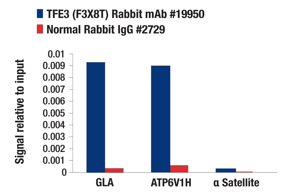Chromatin Immunoprecipitation Image 1: TFE3 (F3X8T) Rabbit Monoclonal Antibody