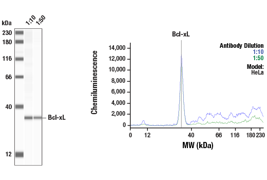 Western Blotting Image 1: Bcl-xL (54H6) Rabbit Monoclonal Antibody