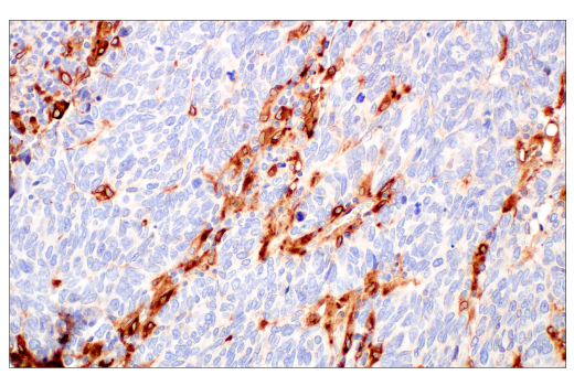 Immunohistochemistry Image 8: ApoE (pan) (E8C2U) Mouse Monoclonal Antibody