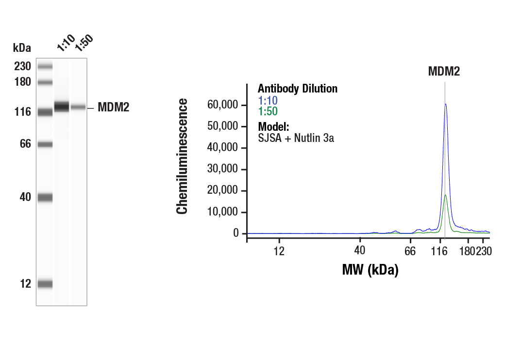 Western Blotting Image 1: MDM2 (F7W7X) Rabbit Monoclonal Antibody