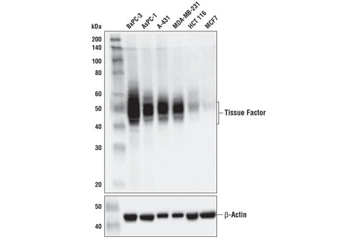 Western Blotting Image 2: Tissue Factor/CD142 (E9M6T) Rabbit Monoclonal Antibody (BSA and Azide Free)