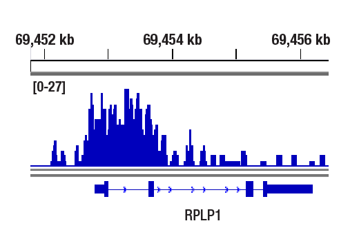 CUT & RUN Image 1: SIN3A (D9D6) Rabbit Monoclonal Antibody