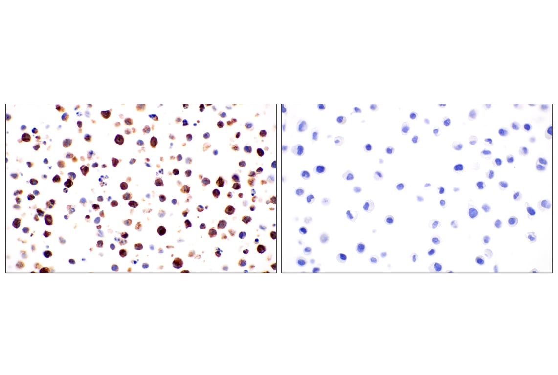 Immunohistochemistry Image 10: Lysozyme C (E9W6E) Rabbit Monoclonal Antibody