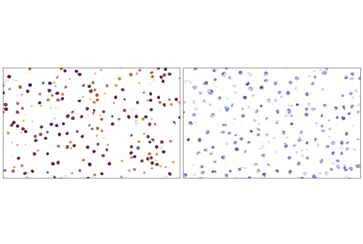 Immunohistochemistry Image 4: CD16 (2H7) Mouse Monoclonal Antibody