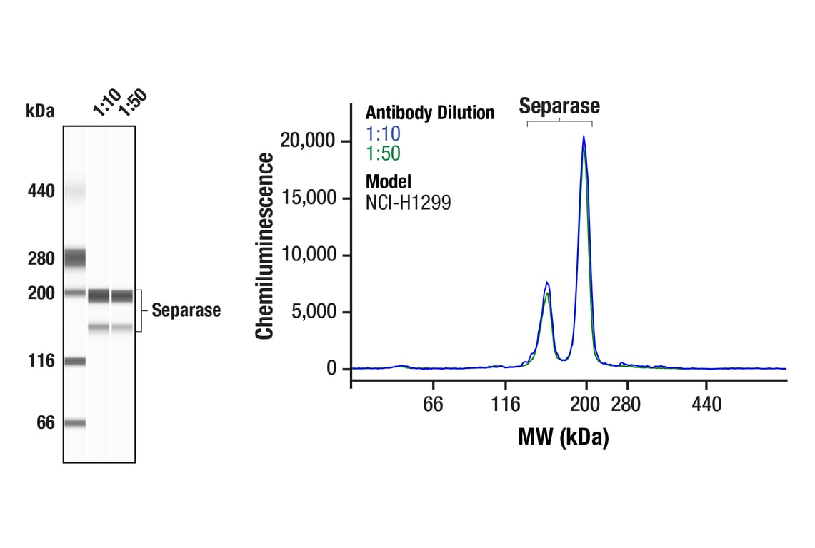 Western Blotting Image 1: Separase (F4R3M) Rabbit Monoclonal Antibody
