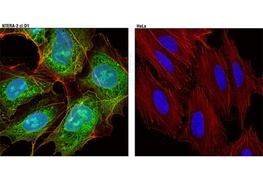Immunofluorescence Image 1: LIN28A (D1A1A) Rabbit Monoclonal Antibody