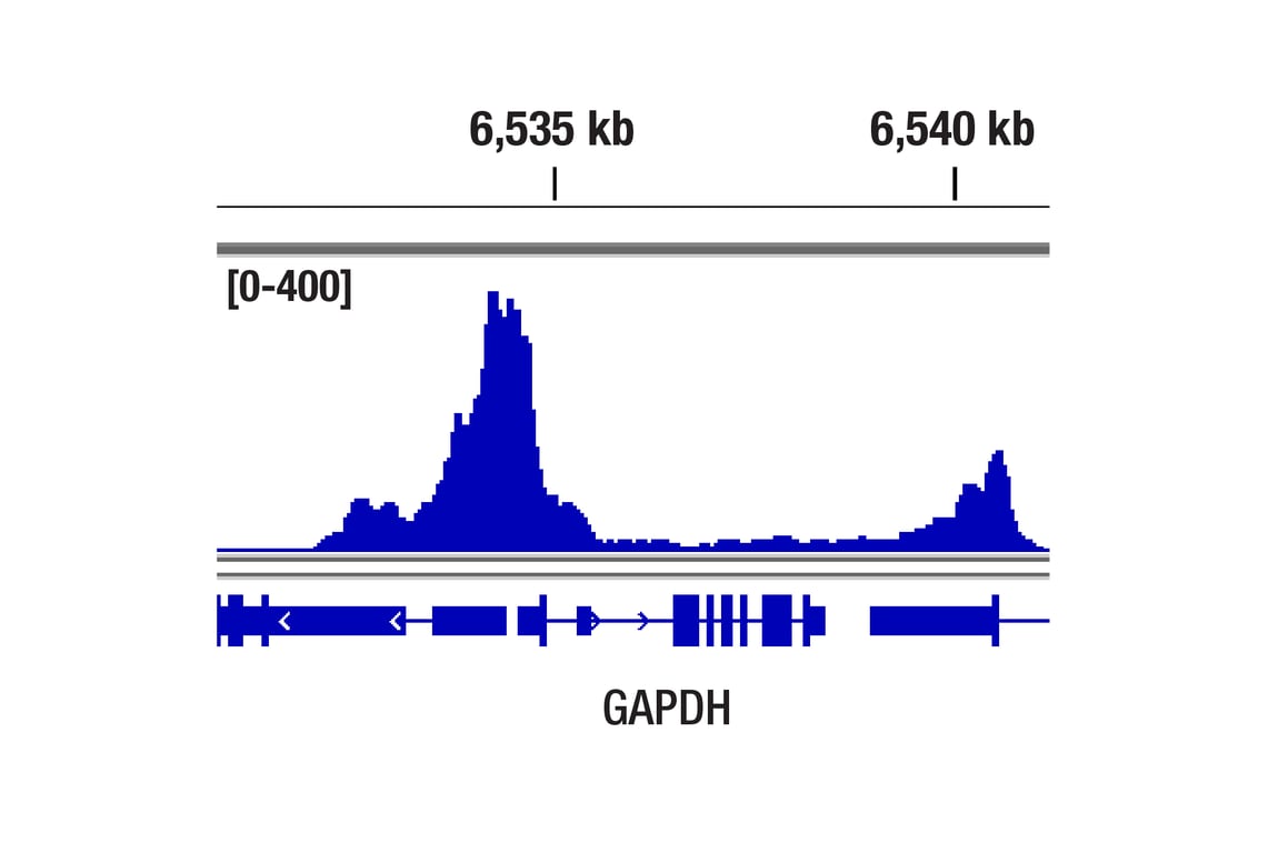 CUT & Tag Image 1: TBP (D5C9H) Rabbit Monoclonal Antibody