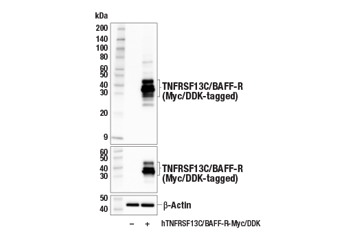 Western Blotting Image 2: TNFRSF13C/BAFF-R (E3C1Q) Rabbit Monoclonal Antibody