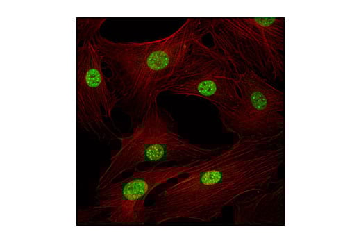 Immunofluorescence Image 1: HP1 alpha Antibody