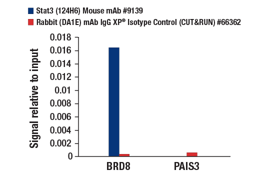 CUT & RUN Image 3: Stat3 (124H6) Mouse Monoclonal Antibody