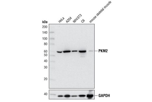 Western Blotting Image 1: PKM2 (D78A4) XP<sup>®</sup> Rabbit mAb (BSA and Azide Free)