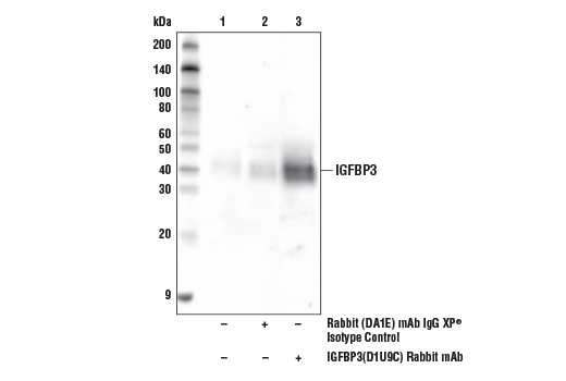 undefined Image 13: YAP/TAZ Transcriptional Targets Antibody Sampler Kit