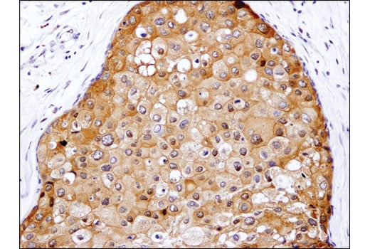 Immunohistochemistry Image 2: Caspase-3 (D3R6Y) Rabbit Monoclonal Antibody (IHC Formulated)