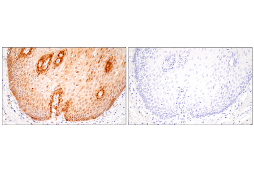Immunohistochemistry Image 13: IL-18 (E3G8R) Rabbit Monoclonal Antibody