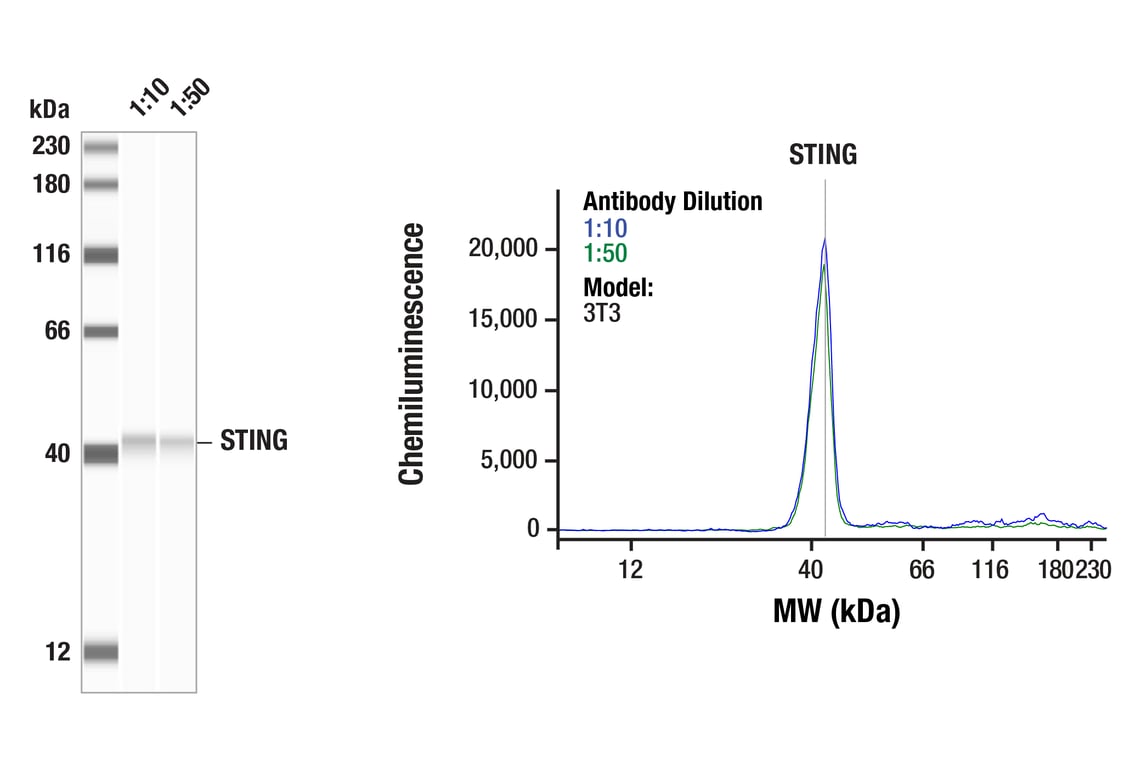 Western Blotting Image 1: STING (D1V5L) Rabbit Monoclonal Antibody