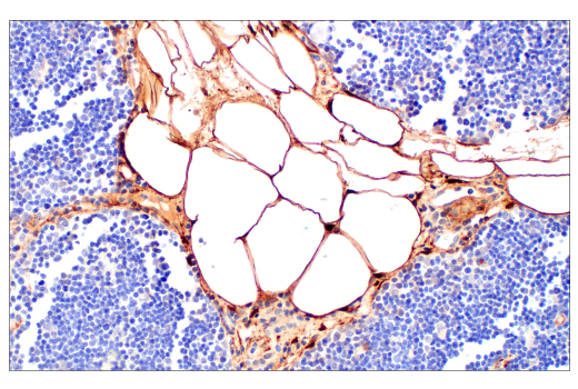 Immunohistochemistry Image 8: HSP20 (E6O7A) Rabbit Monoclonal Antibody
