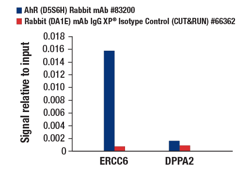 CUT & RUN Image 3: AhR (D5S6H) Rabbit Monoclonal Antibody