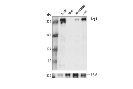 Western Blotting Image 2: Brg1 (D1Q7F) Rabbit mAb