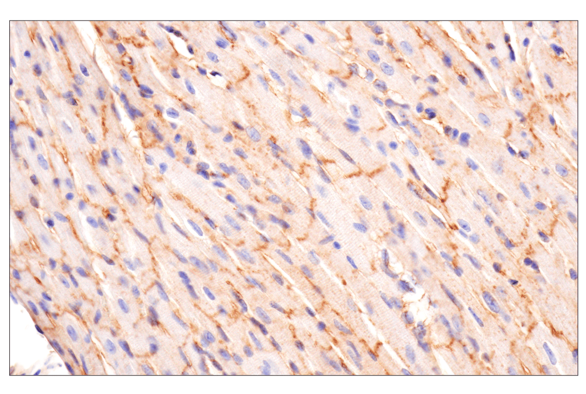 Immunohistochemistry Image 8: CD81 (D5O2Q) Rabbit Monoclonal Antibody