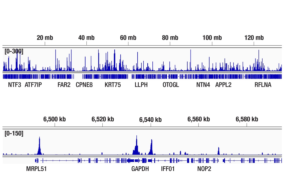 undefined Image 22: SET1/COMPASS Antibody Sampler Kit