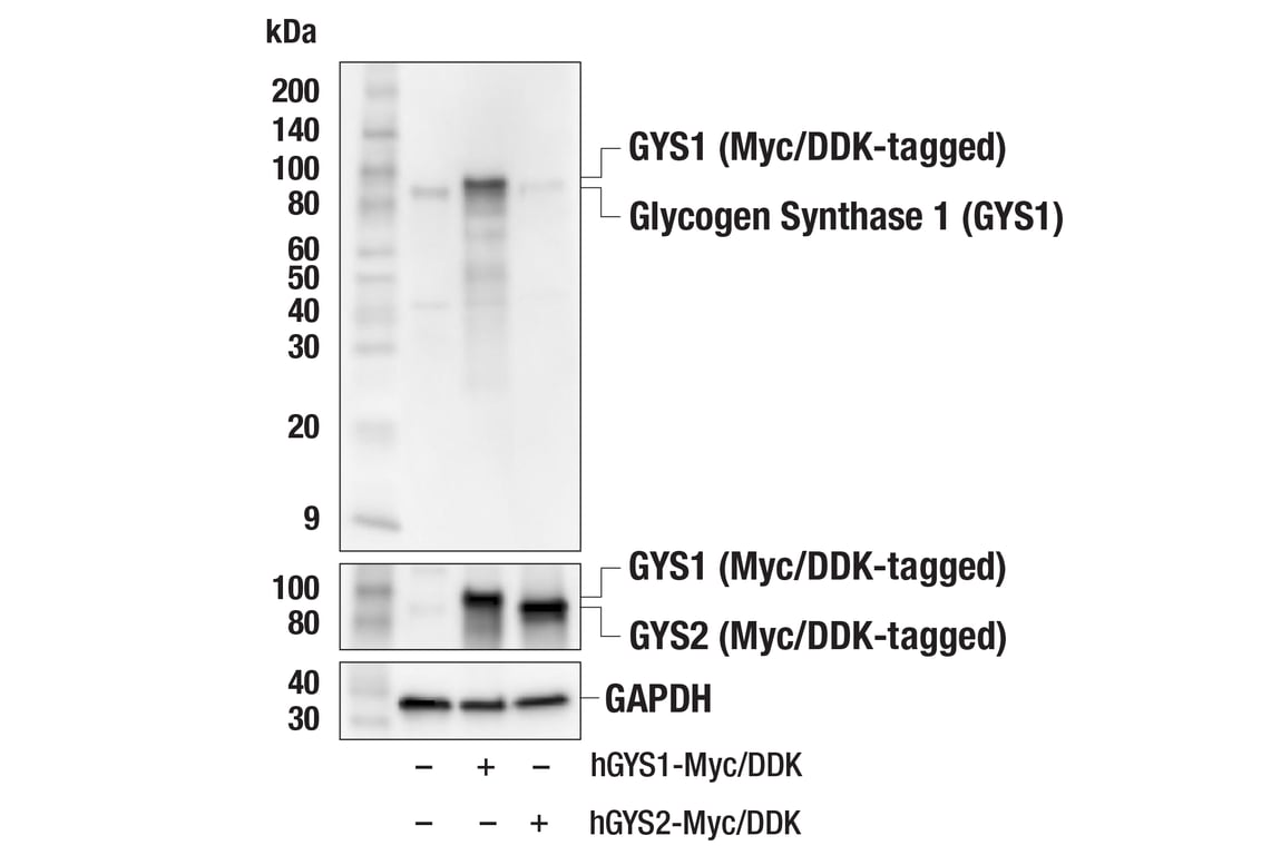 Western Blotting Image 4: Glycogen Synthase 1 (GYS1) (F4L8X) Rabbit Monoclonal Antibody