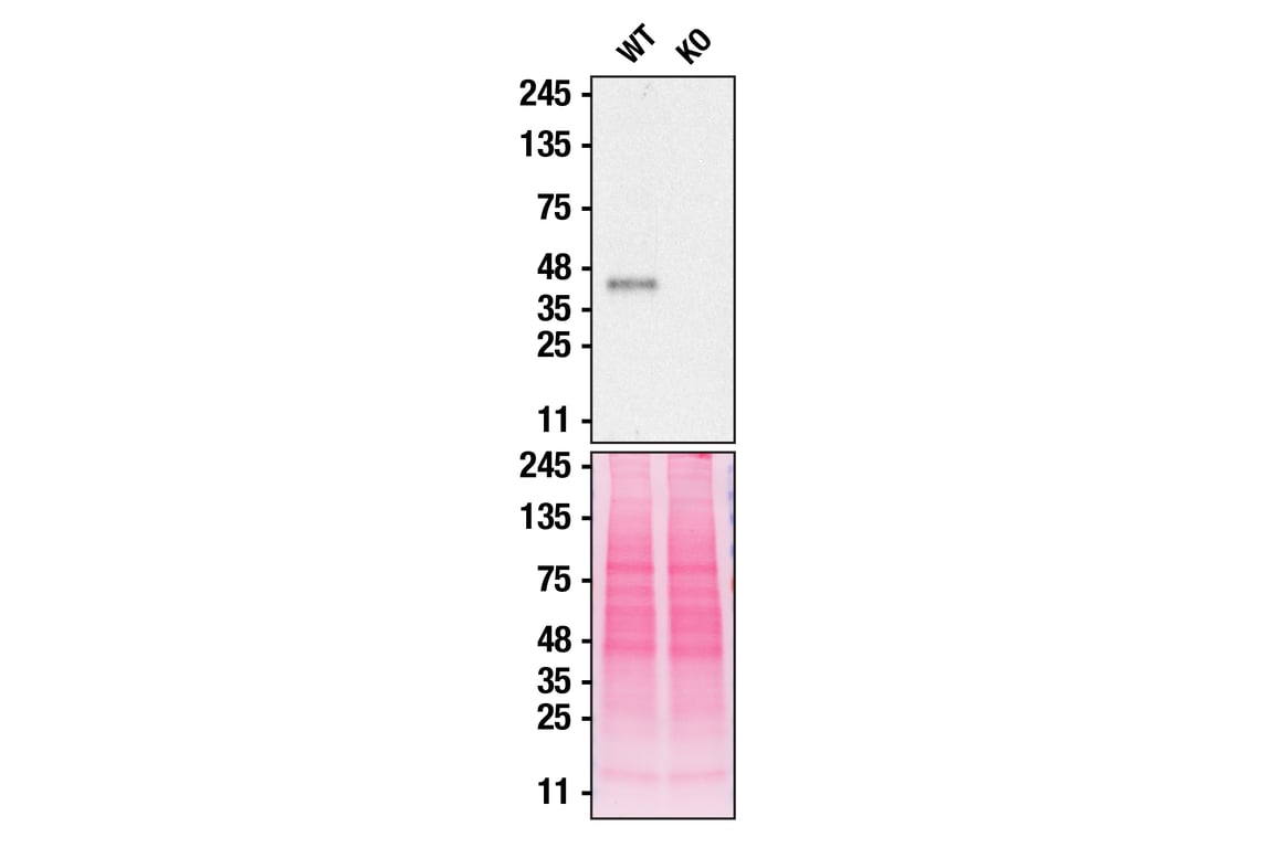 Western Blotting Image 3: TMEM106B (E7H7Z) Rabbit Monoclonal Antibody