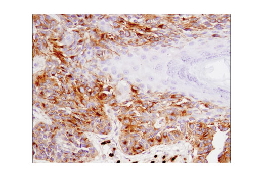 Immunohistochemistry Image 3: CD63 (D4I1X) Rabbit Monoclonal Antibody (BSA and Azide Free)