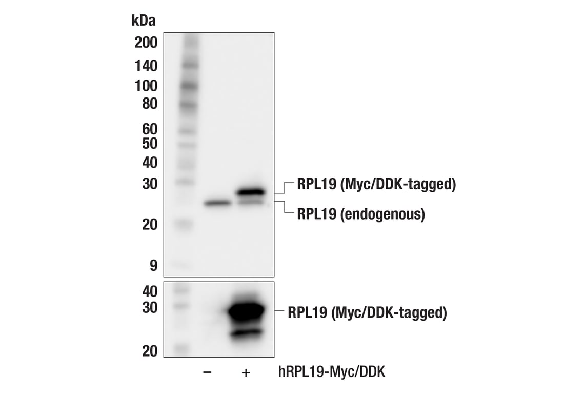 Western Blotting Image 2: RPL19 (F9Z9N) Rabbit Monoclonal Antibody
