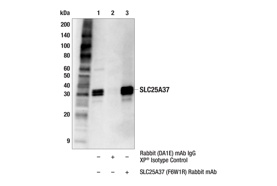 Immunoprecipitation Image 1: SLC25A37 (F6W1R) Rabbit Monoclonal Antibody