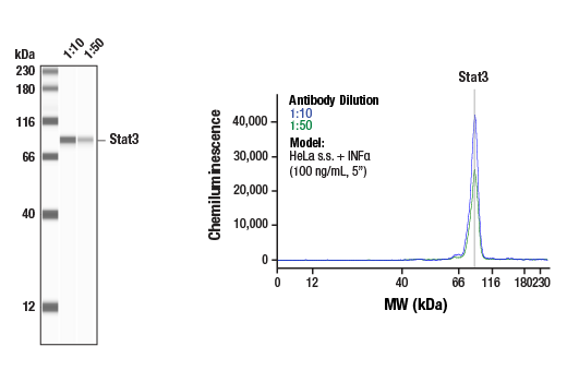 Western Blotting Image 1: Stat3 (124H6) Mouse Monoclonal Antibody