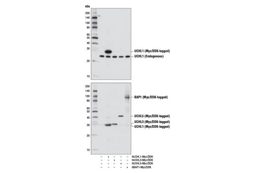 Western Blotting Image 2: UCHL1 (D8R2I) Rabbit Monoclonal Antibody