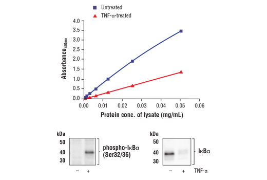 ELISA Image 1: FastScan<sup>™</sup> Total IκBα ELISA Kit