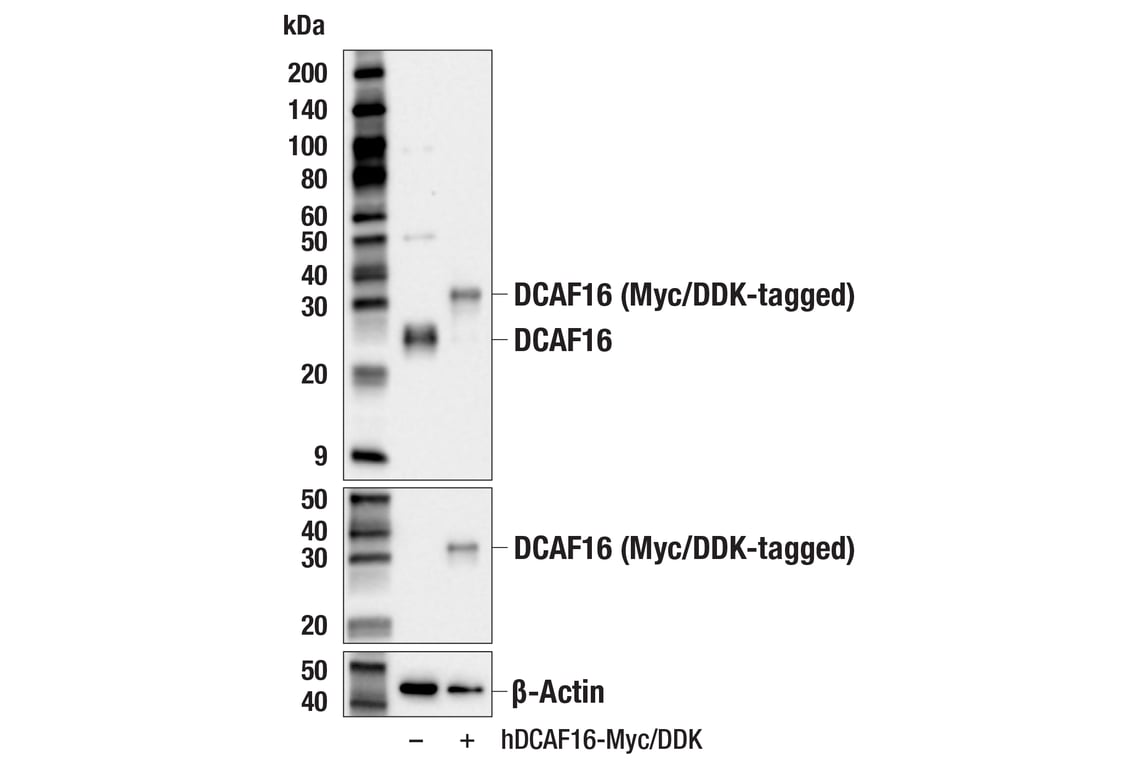 Western Blotting Image 2: DCAF16 (F8E1P) Rabbit Monoclonal Antibody
