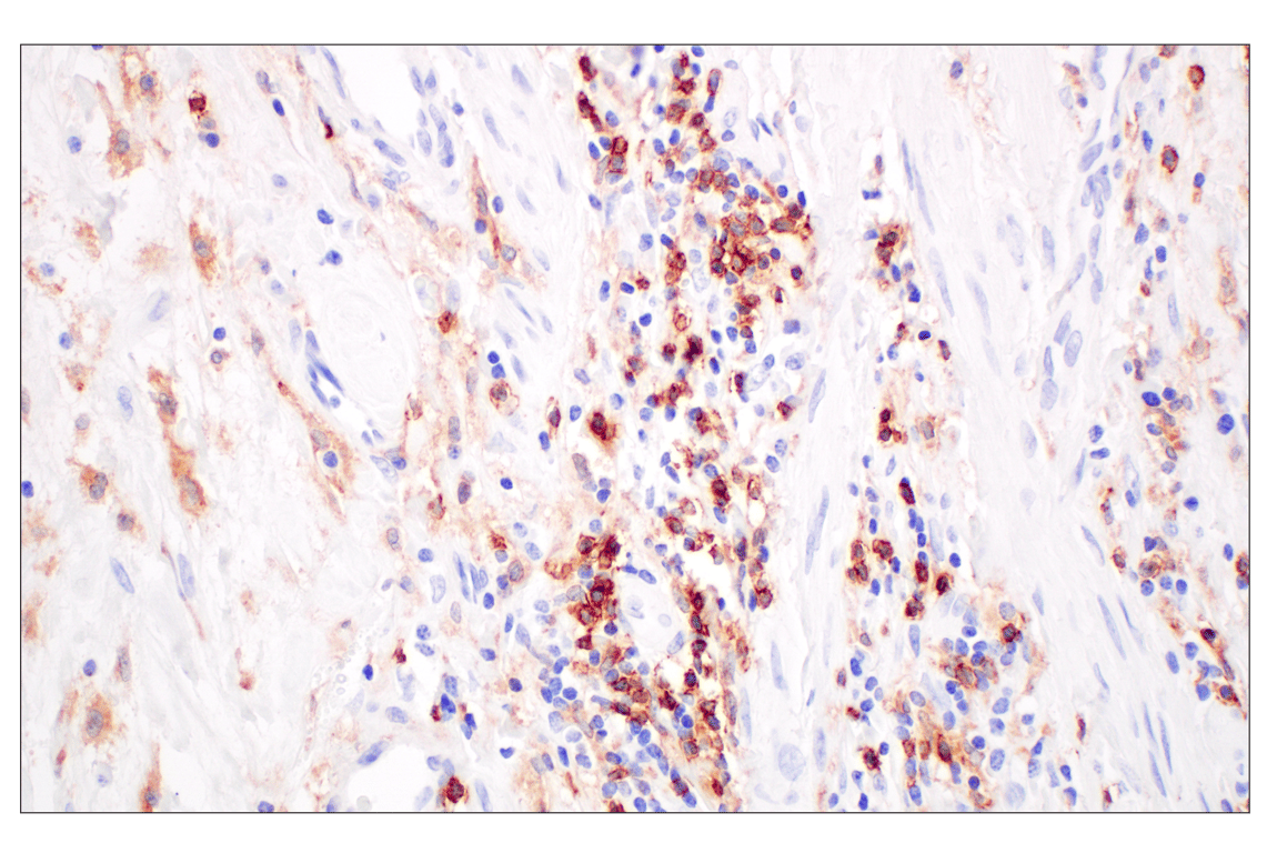 Immunohistochemistry Image 3: CD4 (MSVA-004R) Rabbit Monoclonal Antibody (BSA and Azide Free)