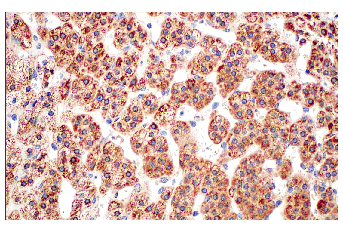 Immunohistochemistry Image 8: Frataxin (F4V2S) Rabbit Monoclonal Antibody