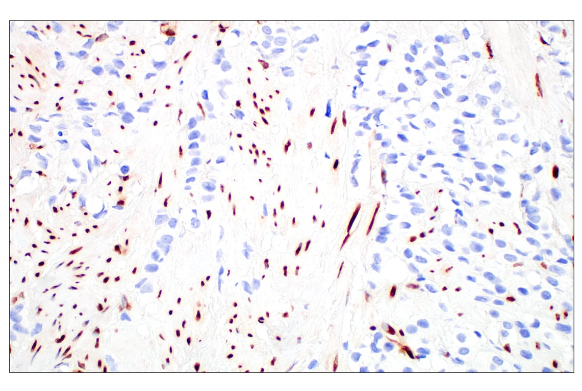 Immunohistochemistry Image 1: Basic FGF (E5Y6M) Rabbit Monoclonal Antibody