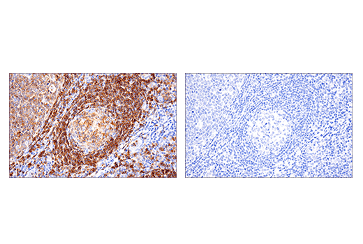 【再出品】melanin Na,K-ATPase β1 (D8W8J) Rabbit mAb | Cell Signaling Technology