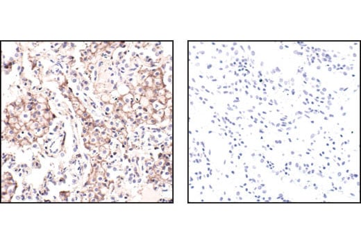Immunohistochemistry Image 3: beta-Actin (13E5) Rabbit Monoclonal Antibody (BSA and Azide Free)