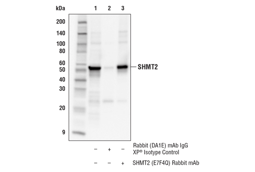 Immunoprecipitation Image 1: SHMT2 (E7F4Q) Rabbit Monoclonal Antibody