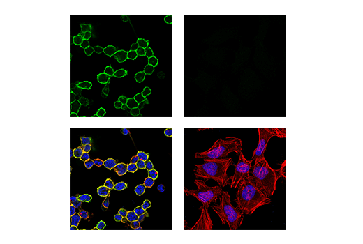 Immunofluorescence Image 1: LAIR-1 (E7X6I) Rabbit Monoclonal Antibody