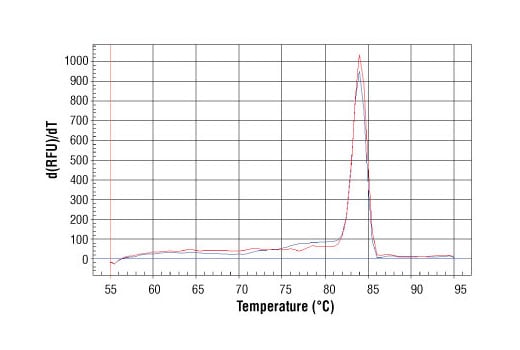 Chromatin Immunoprecipitation Image 1: SimpleChIP<sup>®</sup> Human γ-Actin Intron 3 Primers