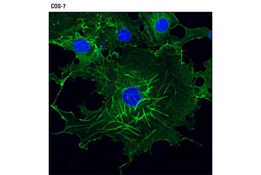 Immunofluorescence Image 1: beta-Actin (13E5) Rabbit Monoclonal Antibody (BSA and Azide Free)
