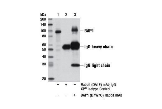 Immunoprecipitation Image 1: BAP1 (D7W7O) Rabbit Monoclonal Antibody
