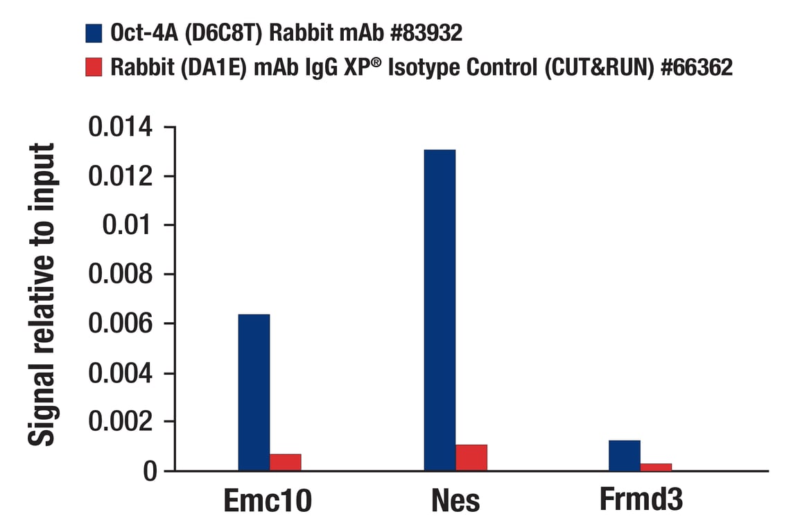 CUT & RUN Image 3: Oct-4A (D6C8T) Rabbit Monoclonal Antibody