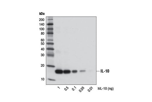 Western Blotting Image 3: IL-10 (D13A11) Rabbit Monoclonal Antibody