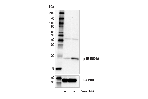 Western Blotting Image 2: p16 INK4A (E5F3Y) Rabbit Monoclonal Antibody
