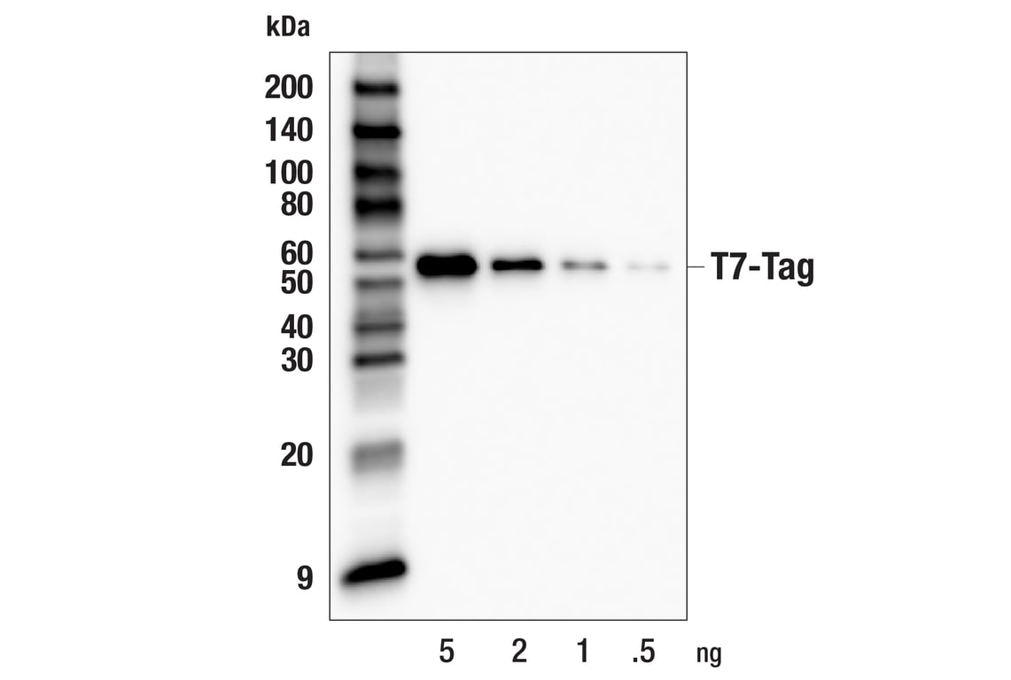 Western Blotting Image 2: T7-Tag (F1O6G) Mouse Monoclonal Antibody