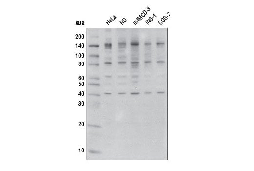 Western Blotting Image 2: O-GlcNAc (CTD110.6) Mouse Monoclonal Antibody