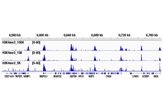 CUT & RUN Image 2: CUT&RUN Assay Kit