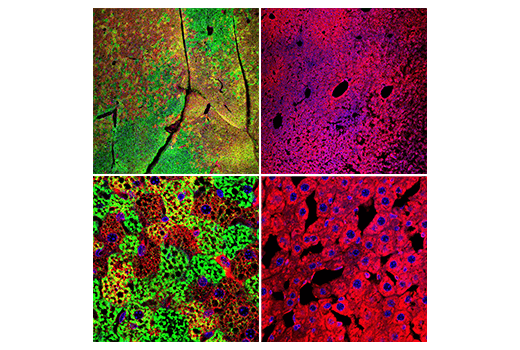 Immunofluorescence Image 1: UCP1 (E9Z2V) Rabbit Monoclonal Antibody